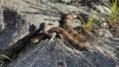 Tiger Snake sighting
