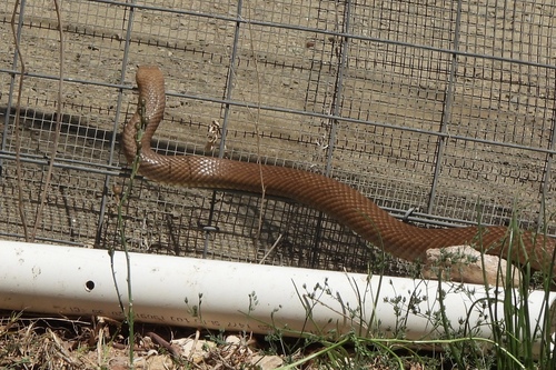 Eastern Brown Snake sighting