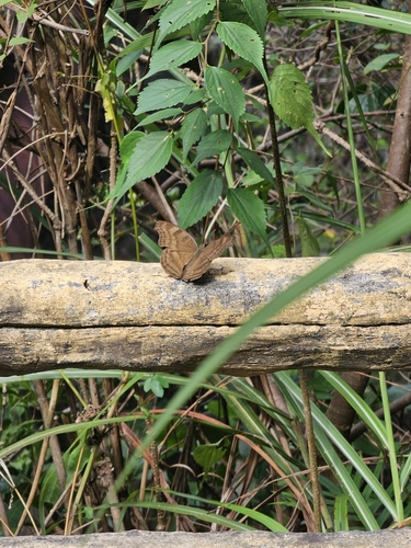 Chocolate Pansy
