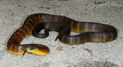 Tiger Snake sighting