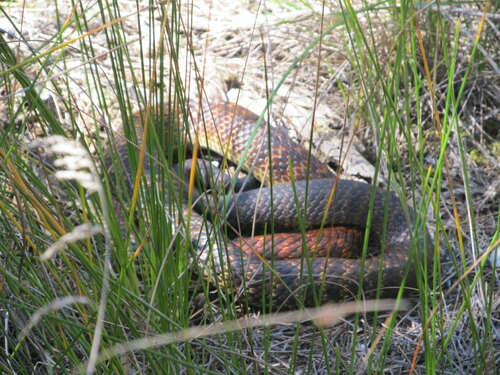 Tiger Snake sighting