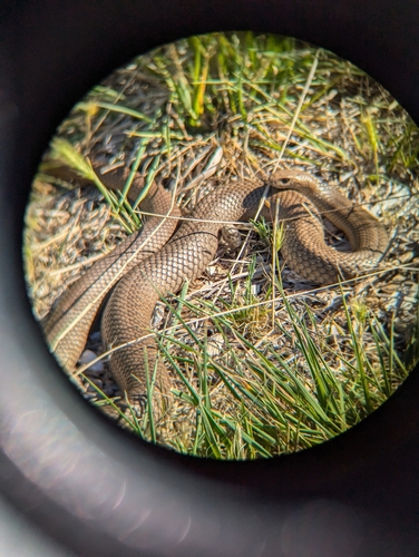 Eastern Brown Snake sighting