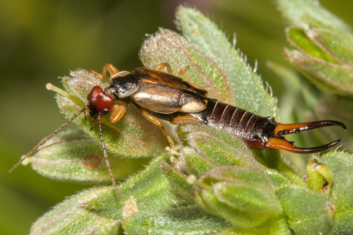 Forficula mediterranea