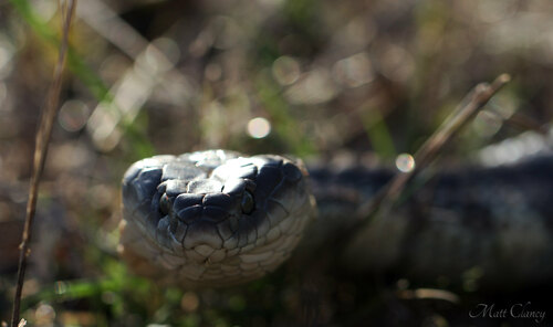 Tiger Snake sighting