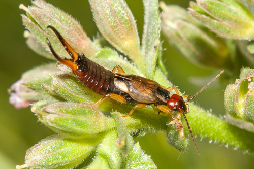 Forficula mediterranea