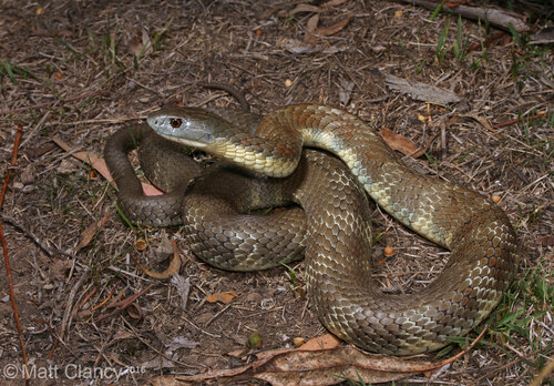 Tiger Snake sighting
