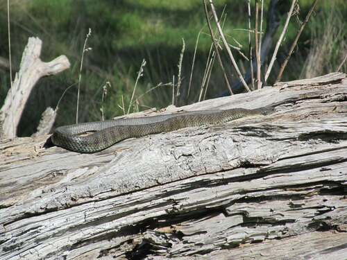 Tiger Snake sighting