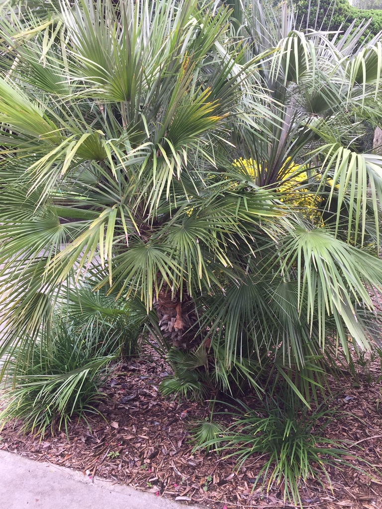 saw palmetto (SPC Clearwater Campus Plants) · iNaturalist