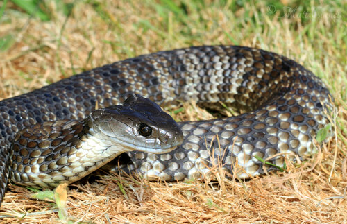 Tiger Snake sighting