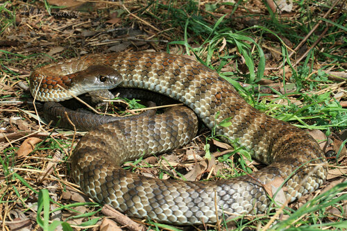 Tiger Snake sighting