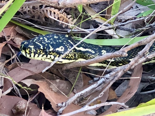 Diamond Python sighting