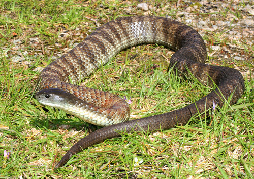 Tiger Snake sighting