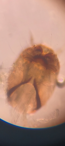Pseudochironomus prasinatus