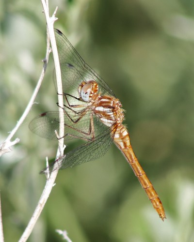 Striped Meadowhawk