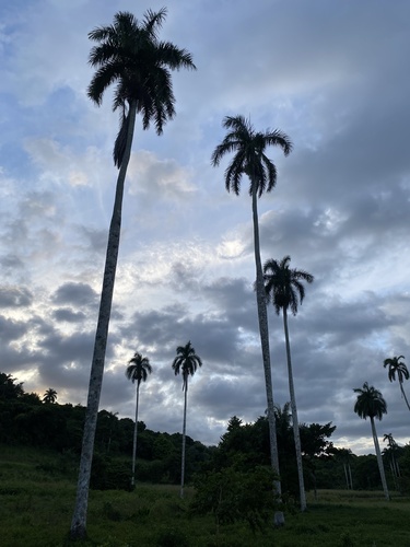 Royal Palm