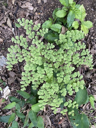 Fan Maidenhair Fern