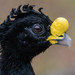 Crested Curassows - Photo (c) Ryan Andrews, all rights reserved, uploaded by Ryan Andrews