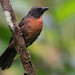 Black-cheeked Ant-Tanager - Photo (c) Ryan Andrews, all rights reserved, uploaded by Ryan Andrews