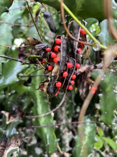 rosary pea