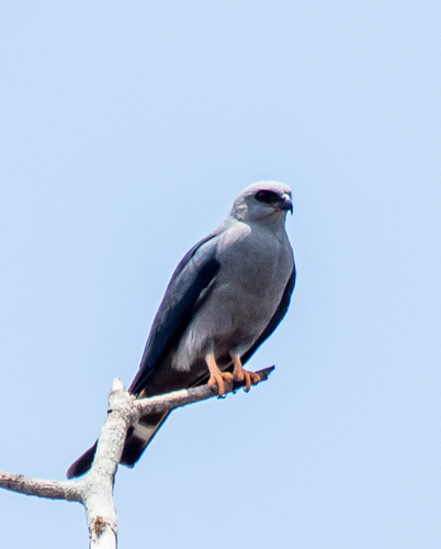 Plumbeous Kite