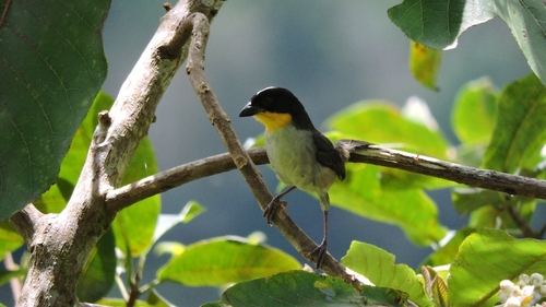 White-naped Brushfinch
