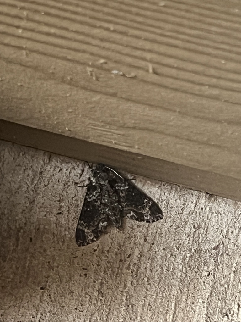 Pawpaw Sphinx from Wellborn Rd, Bryan, TX, US on October 30, 2024 at 06 ...