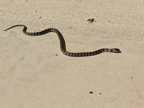 Eastern Brown Snake sighting