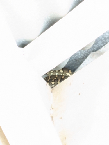 Coastal Carpet Python sighting