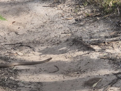 Eastern Brown Snake sighting