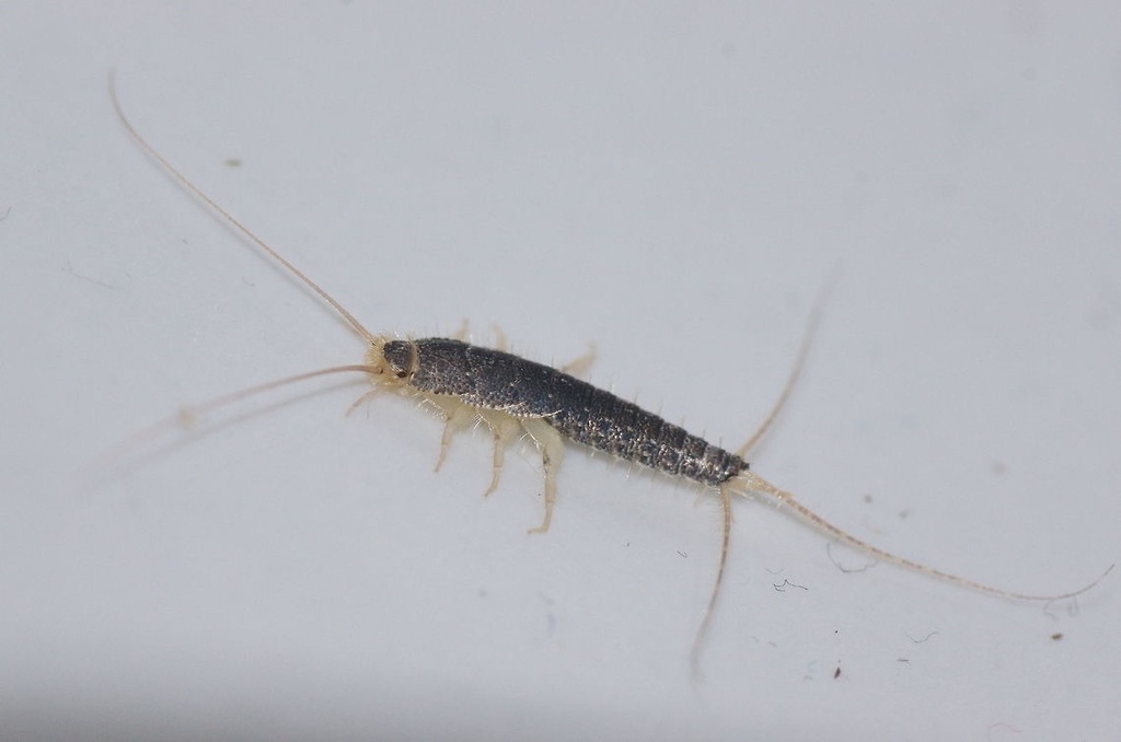 Gray Silverfish (Insects of Ohio) · iNaturalist