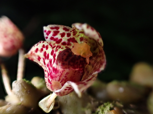 Griffithii Orchid