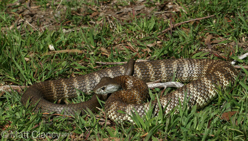 Tiger Snake sighting