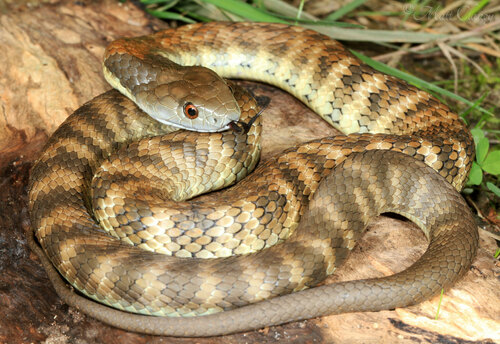 Tiger Snake sighting