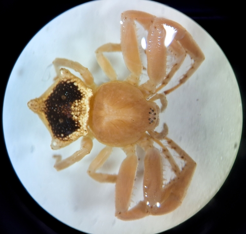 Onocolus infelix