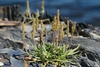 Sea Plantain - Photo (c) Megan Timmons, all rights reserved, uploaded by Megan Timmons
