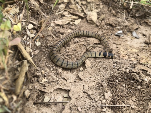 Eastern Brown Snake sighting