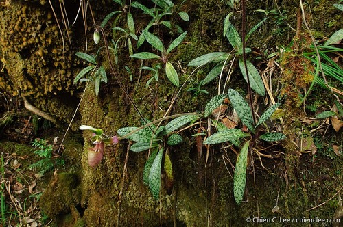 Robinsonianum Slipper Orchid