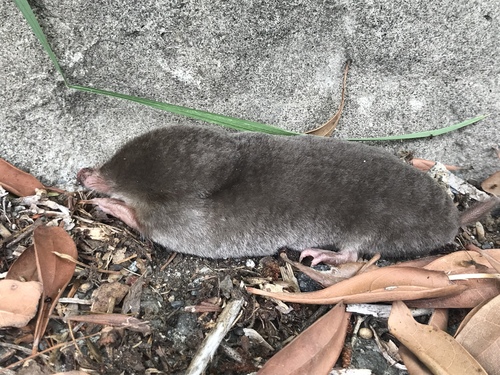 Lesser Japanese Mole (Mogera imaizumii) — Least Concern Mammalia