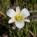 Calochortus exilis - Photo (c) Anne，保留所有權利