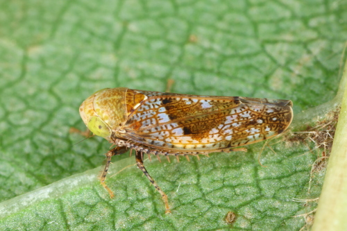 Hamoush Insect Hishimonus hamatus · iNaturalist