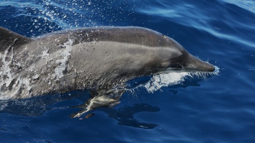 Rough-toothed Dolphin
