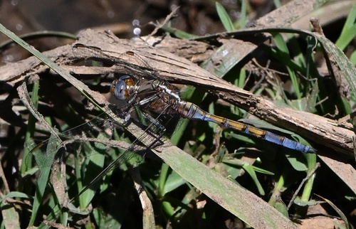 Epaulet Skimmer