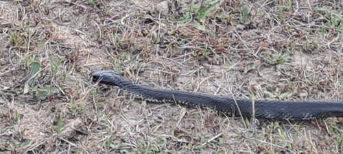 Tiger Snake sighting
