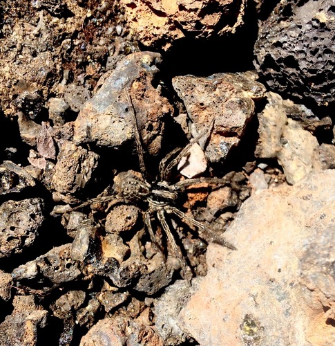Hogna hawaiiensis
