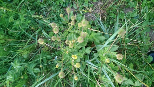 Plaukuotoji žiognagė