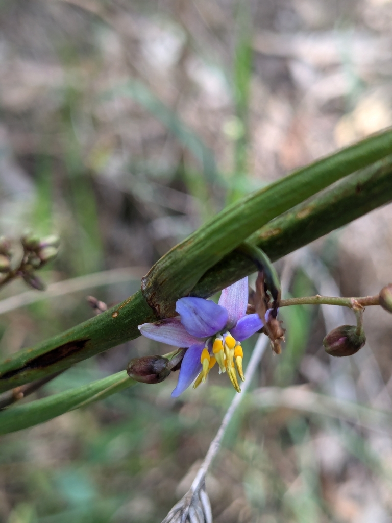 Pale FlaxLily from Macleod VIC 3085, Australia on October 27, 2024 at