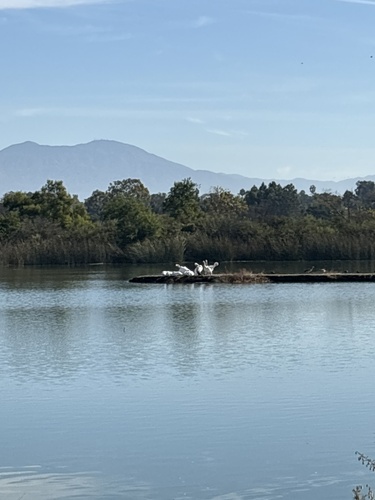 iNaturalist observation photo of American White Pelican