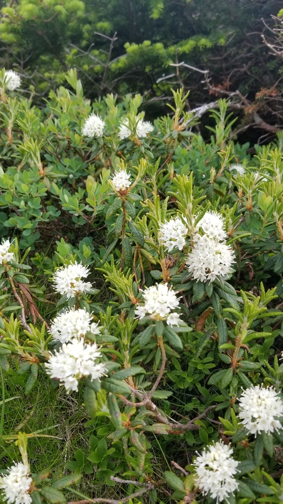 what eats bog labrador tea