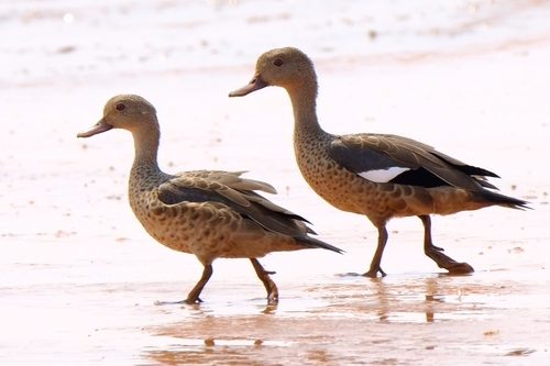 Bernier's Teal