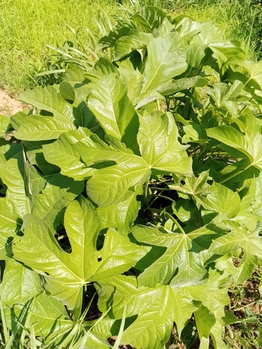 common fig